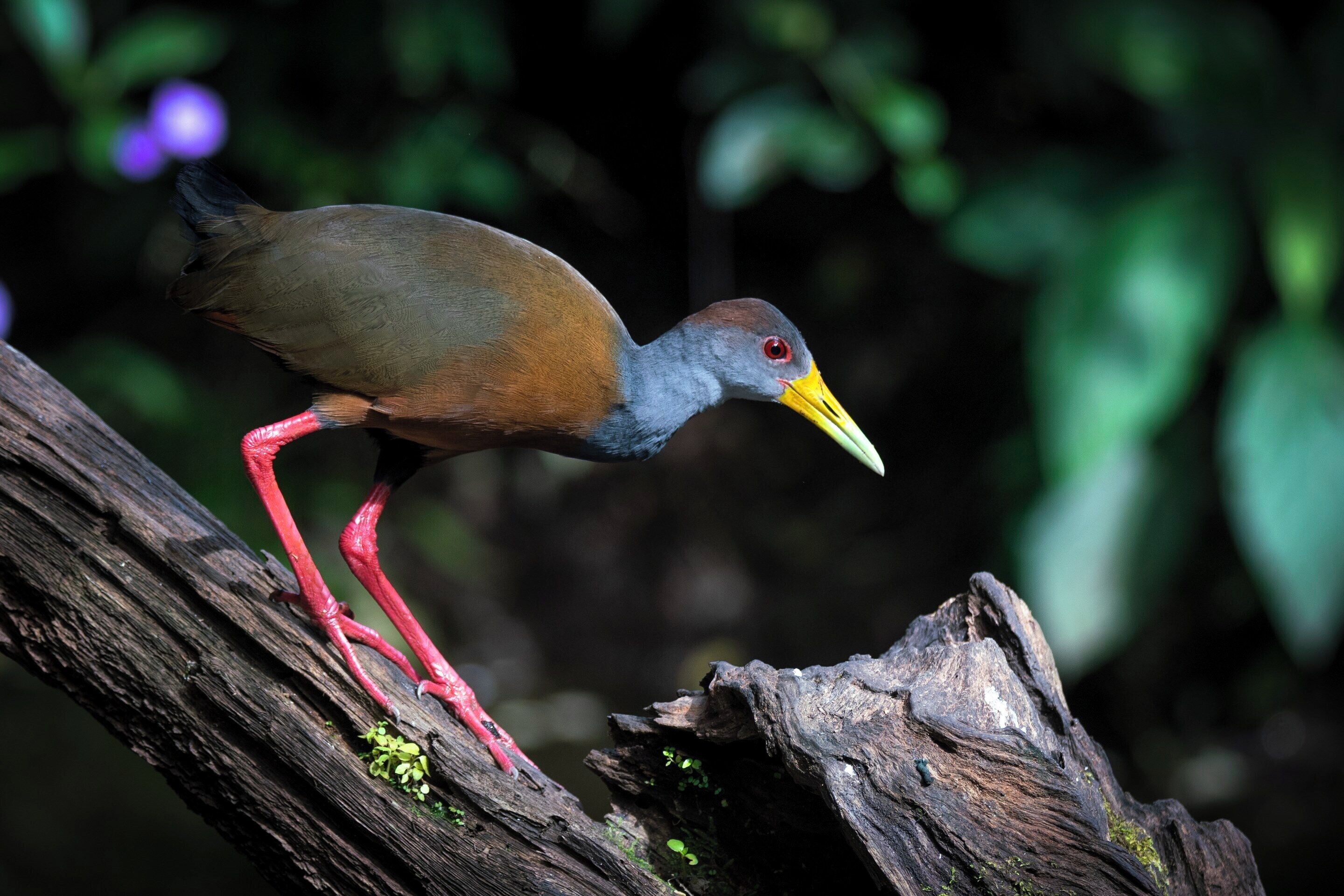 A bird with red legs and a yellow beak perched on a log.
