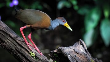 A bird with red legs and a yellow beak perched on a log.