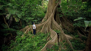 Un grand arbre aux racines profondes, situé dans une forêt dense.