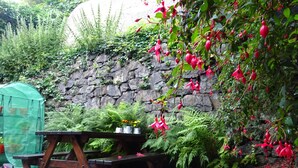 A stone wall with greenery and hanging red flowers. - Tobermory Youth Hostel (Isle of Mull)