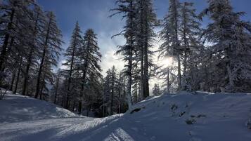 A snow-covered forest with tall evergreen trees and a clear sky.