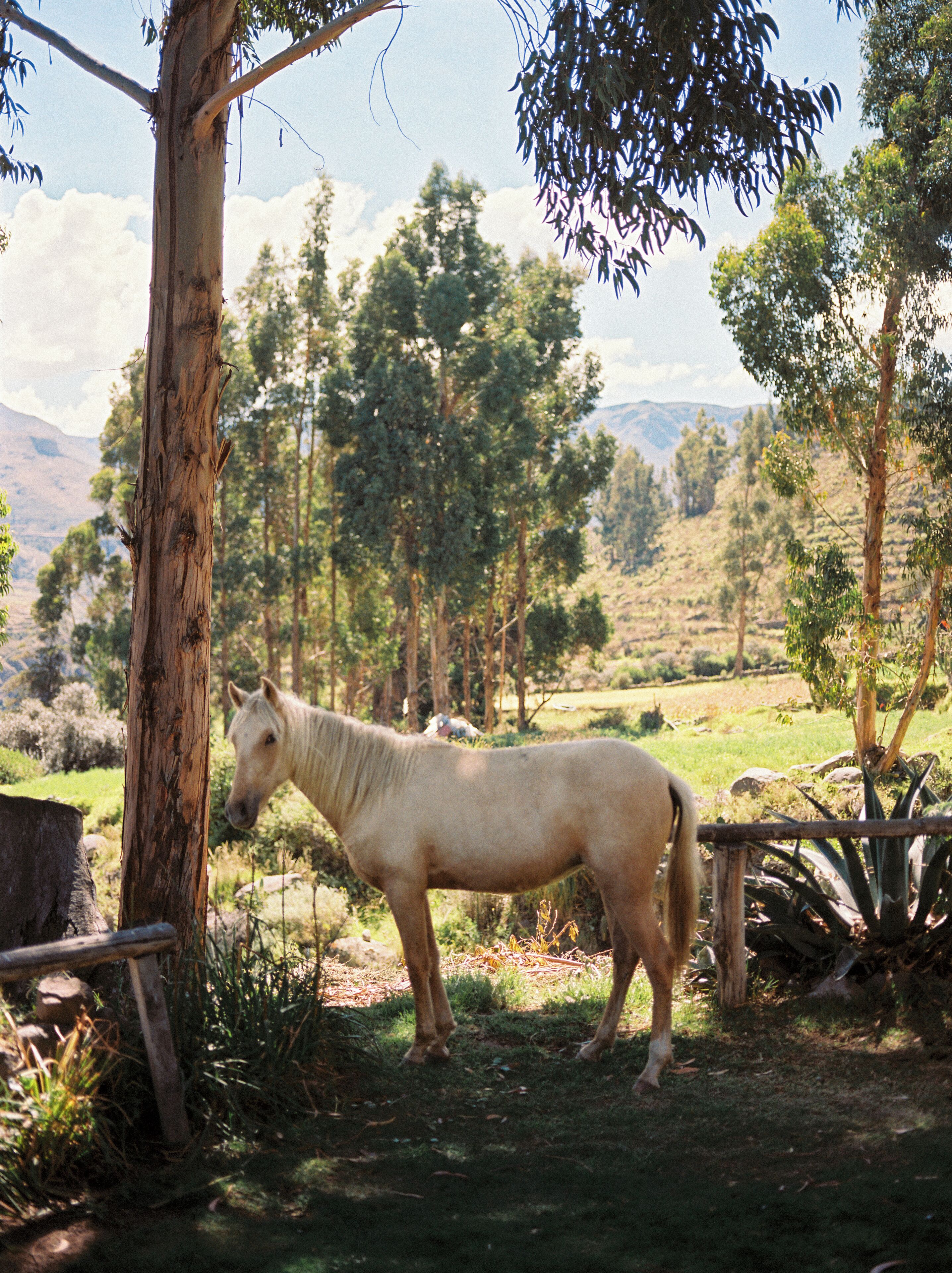 Un caballo posado cerca de un árbol en un entorno natural con montañas al fondo.