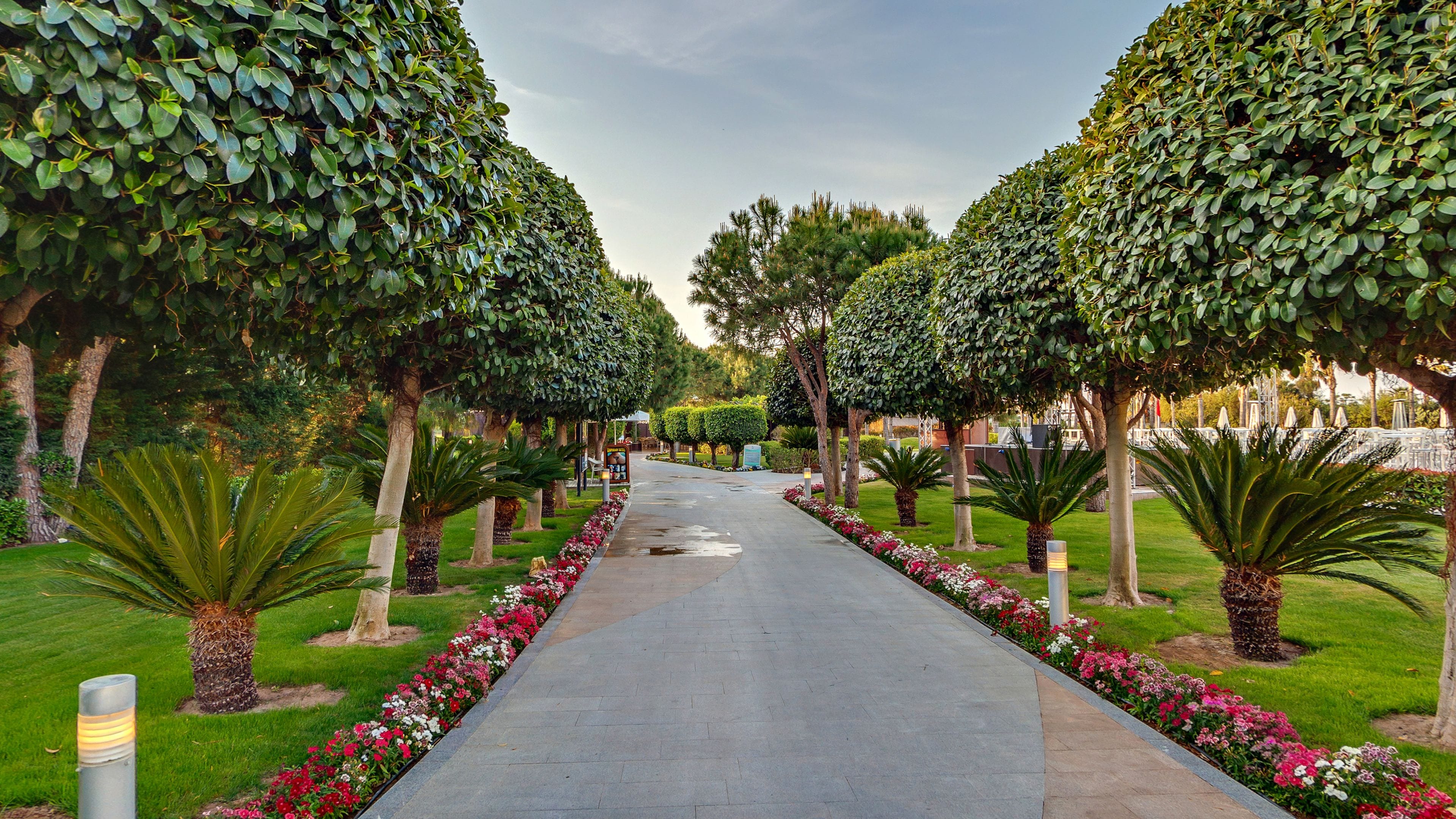 A pathway flanked by neatly trimmed hedges and palm trees, leading to a building.