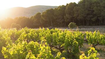 A vineyard with rows of grapevines under a clear sky.