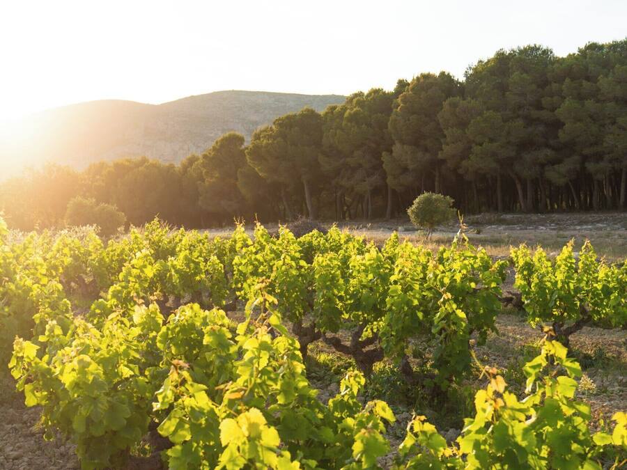 A vineyard with rows of grapevines under a clear sky.