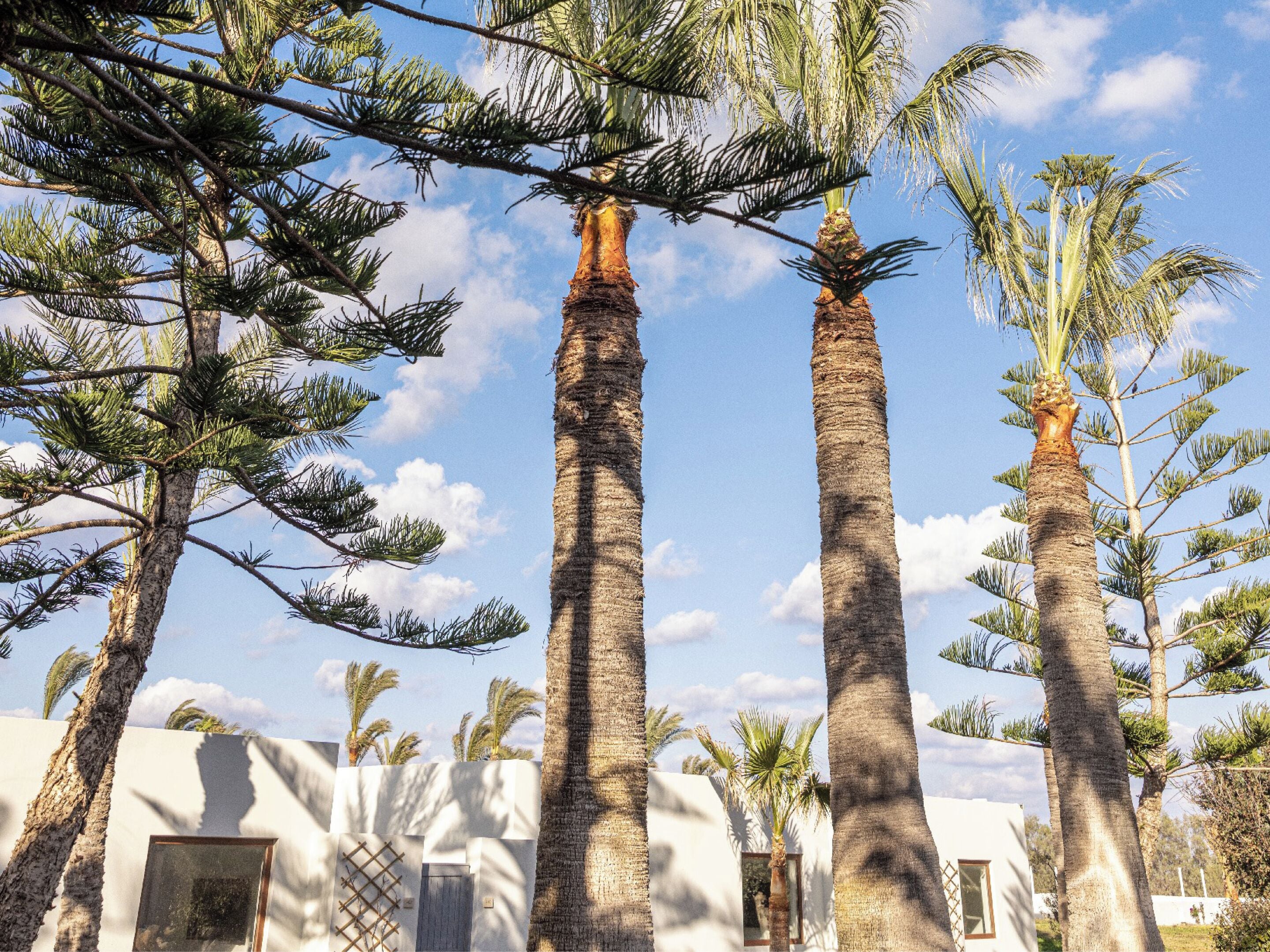 Tall palm trees and a white building with a window and door.