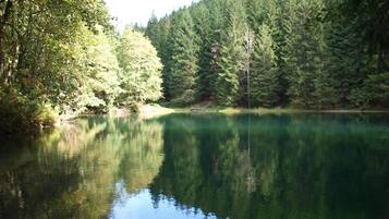 Un lago tranquilo rodeado de un bosque frondoso.