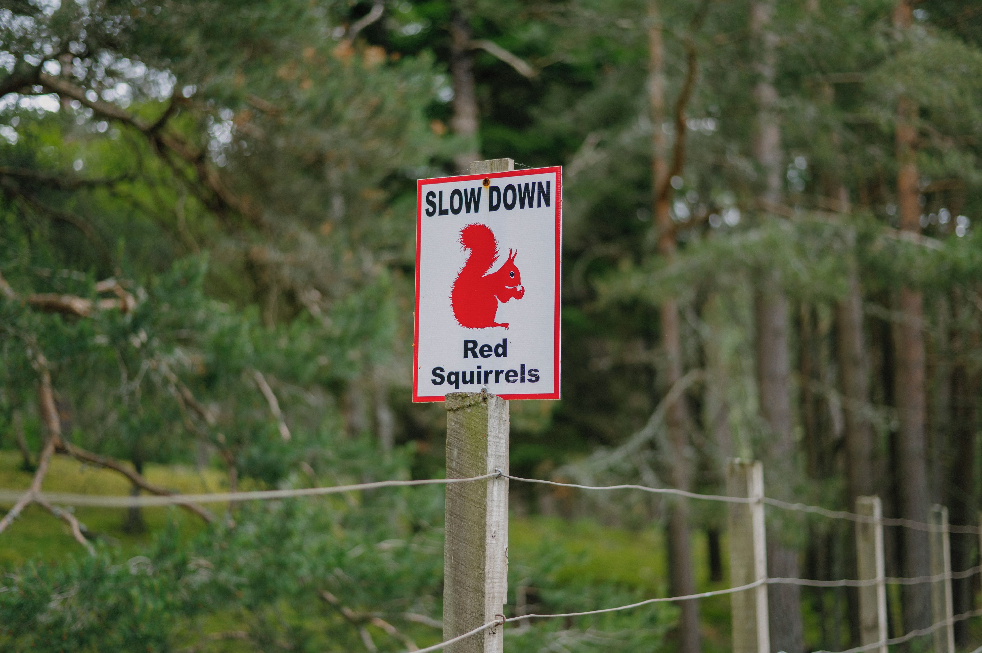 A sign warning to slow down due to red squirrels.