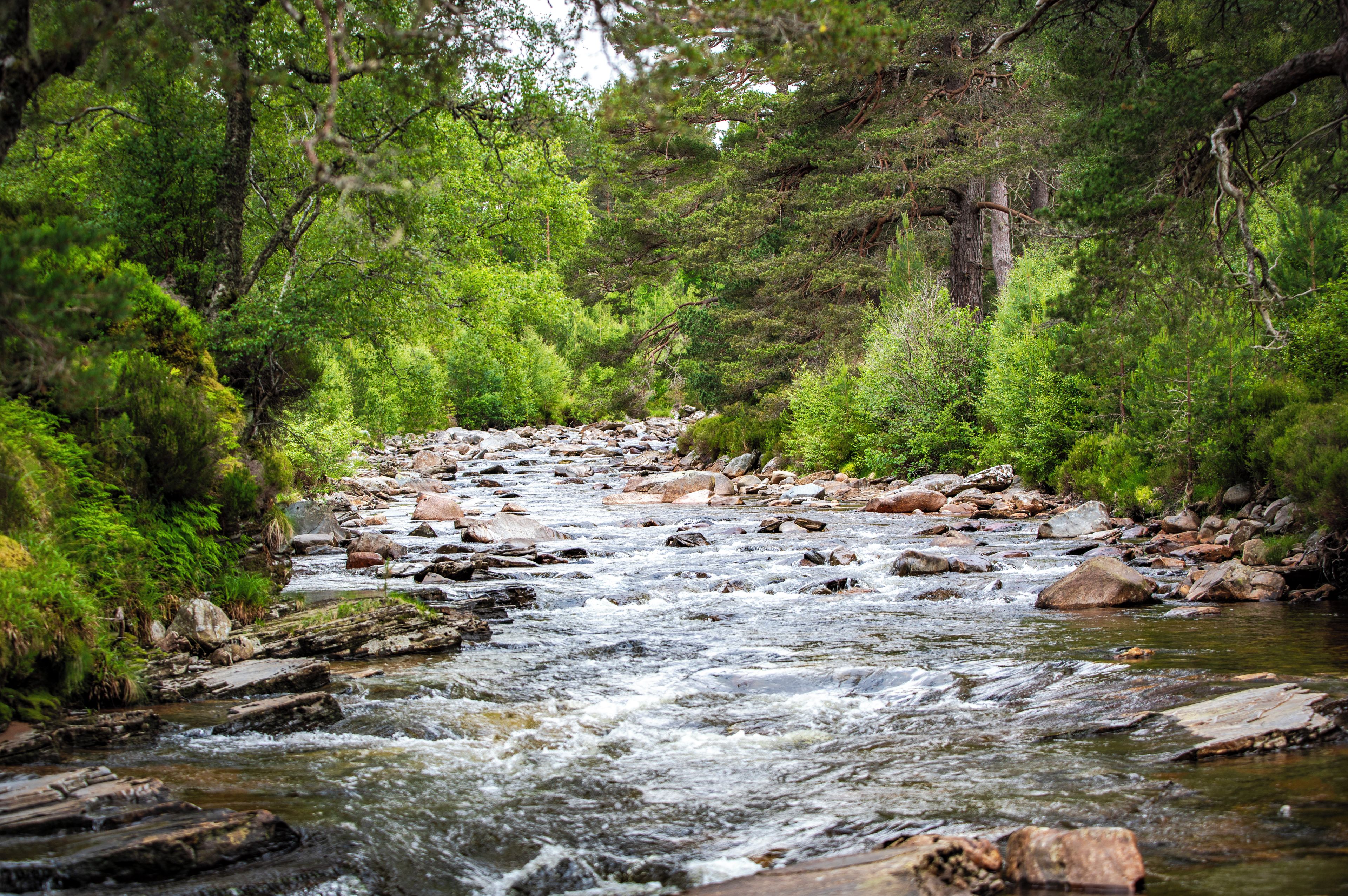 A river flowing through a forest with rocks and trees.