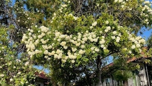 A tree with white flowers in front of a building with balconies and a well-maintained garden.