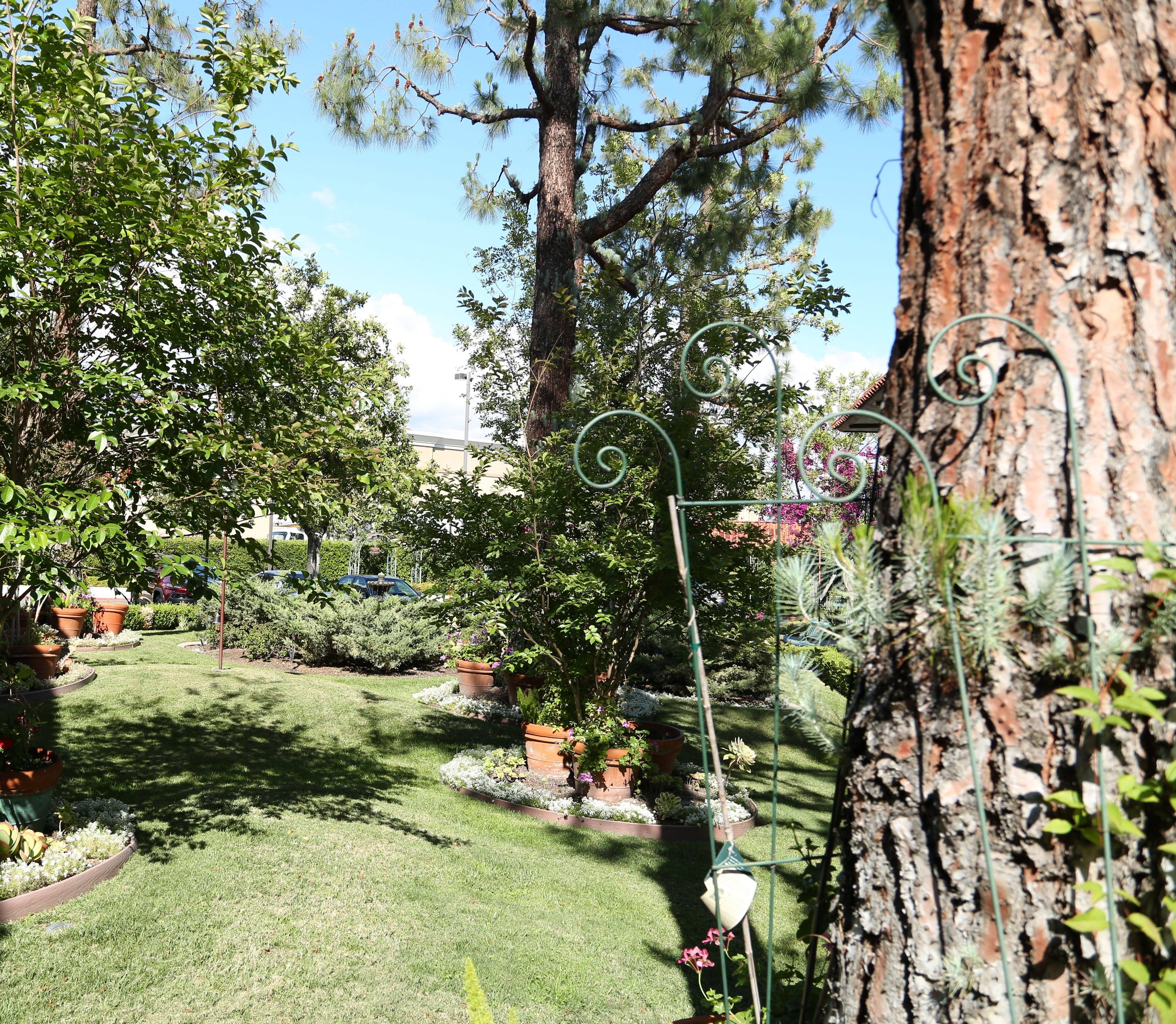 A garden with a large tree, potted plants, and a metal spiral structure.