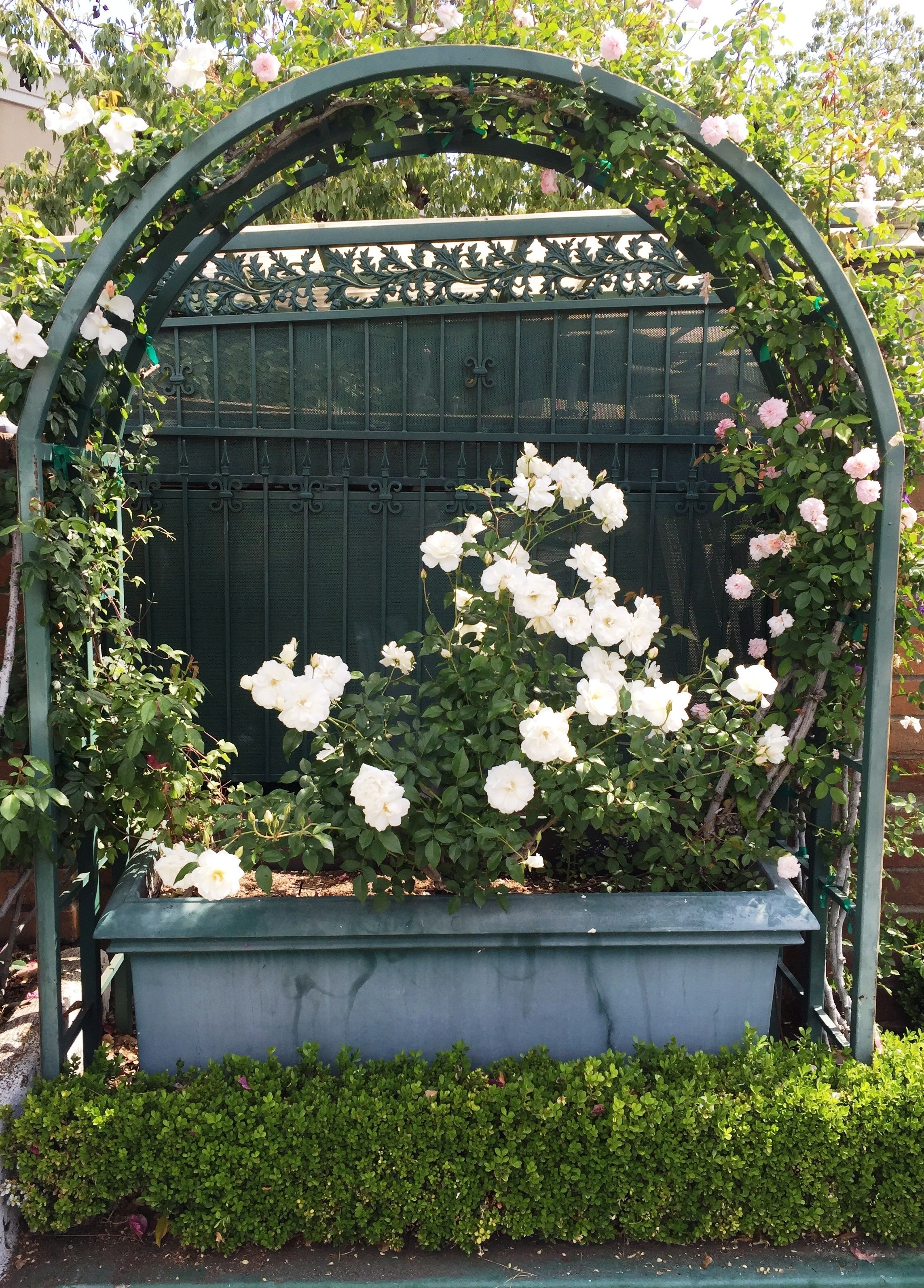 A garden with a green metal archway and a planter with white roses.