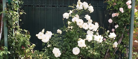 Um jardim com um arco de metal verde e um canteiro com rosas brancas.