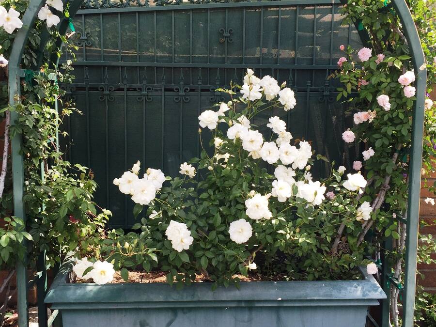 A garden with a green metal archway and a planter with white roses.