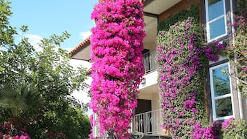 Un bâtiment doté d’un balcon orné d’une profusion de fleurs roses éclatantes, le tout entouré d’une végétation luxuriante.