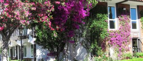 A building with a white facade and a red-tiled roof, surrounded by lush greenery and vibrant purple bougainvillea.