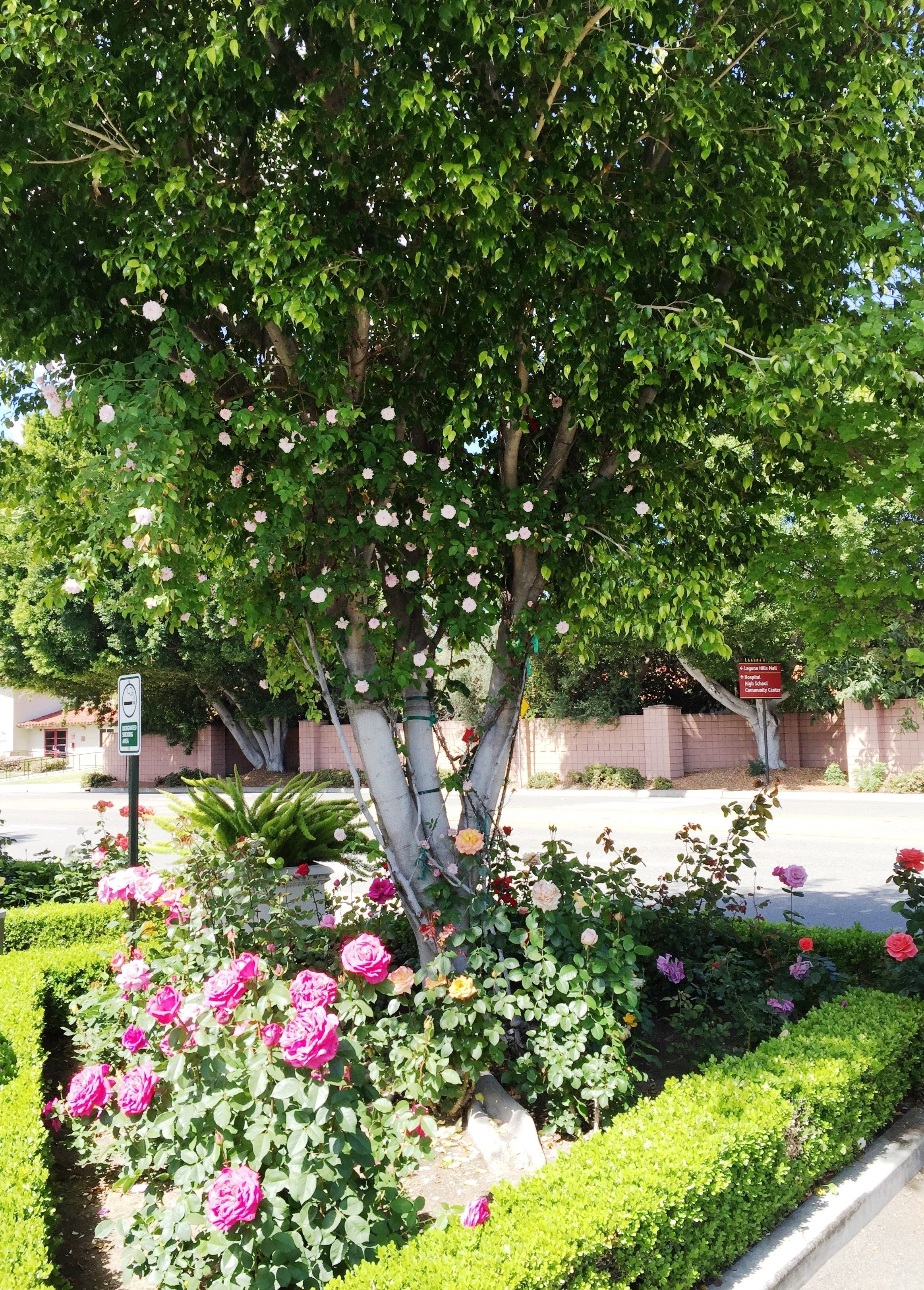 A tree with pink flowers, a sign indicating a community center, and a well-maintained garden.