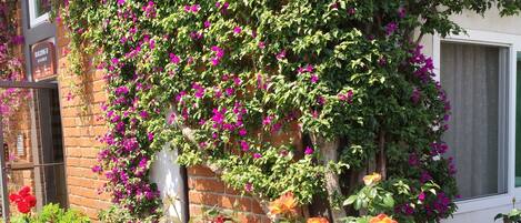 Ein Garten mit blühenden Rosen und Bougainvillea-Ranken an einer Gebäudefassade.