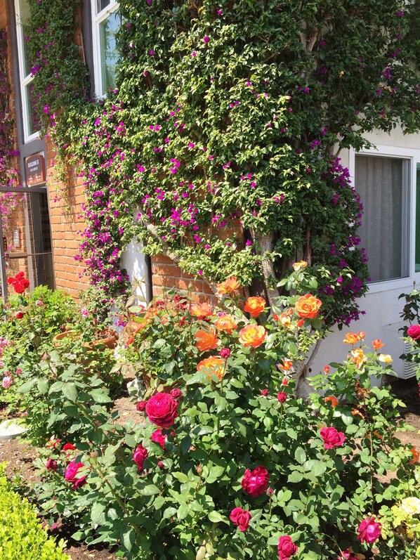 Un jardín con rosales florecientes y enredaderas de buganvilla en la fachada de un edificio.