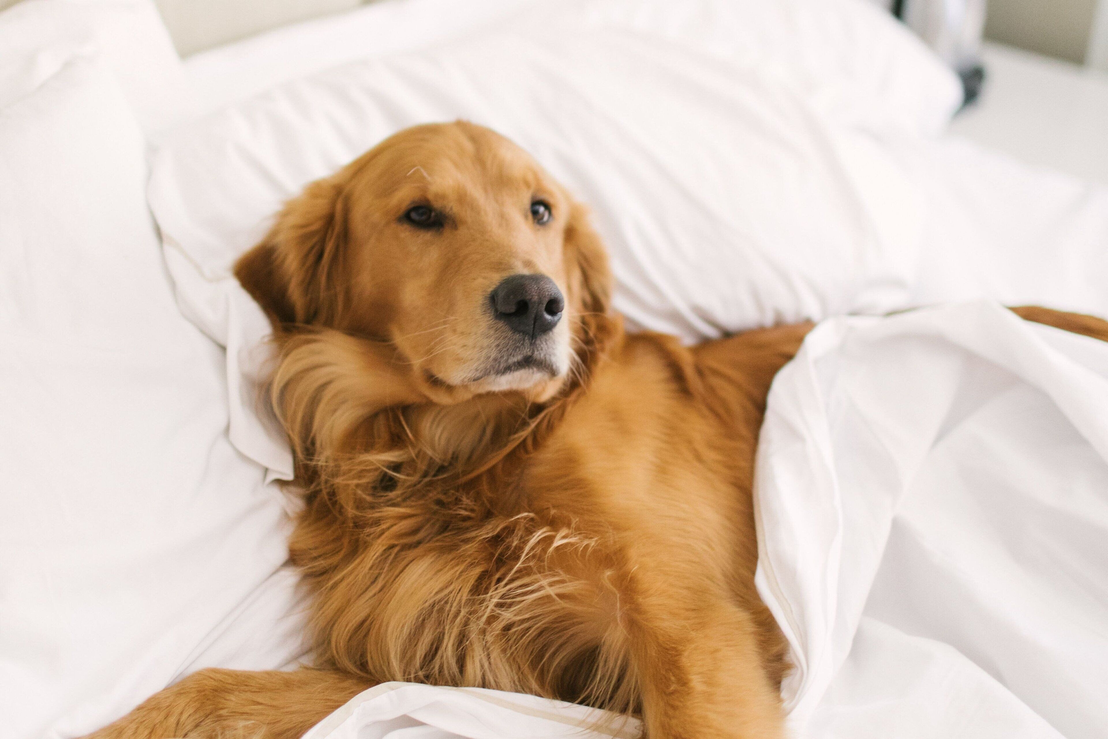 A dog lying on a bed with white bedding.