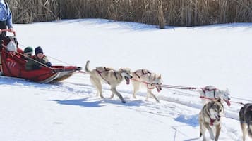 A sled being pulled by three dogs across a snowy landscape.