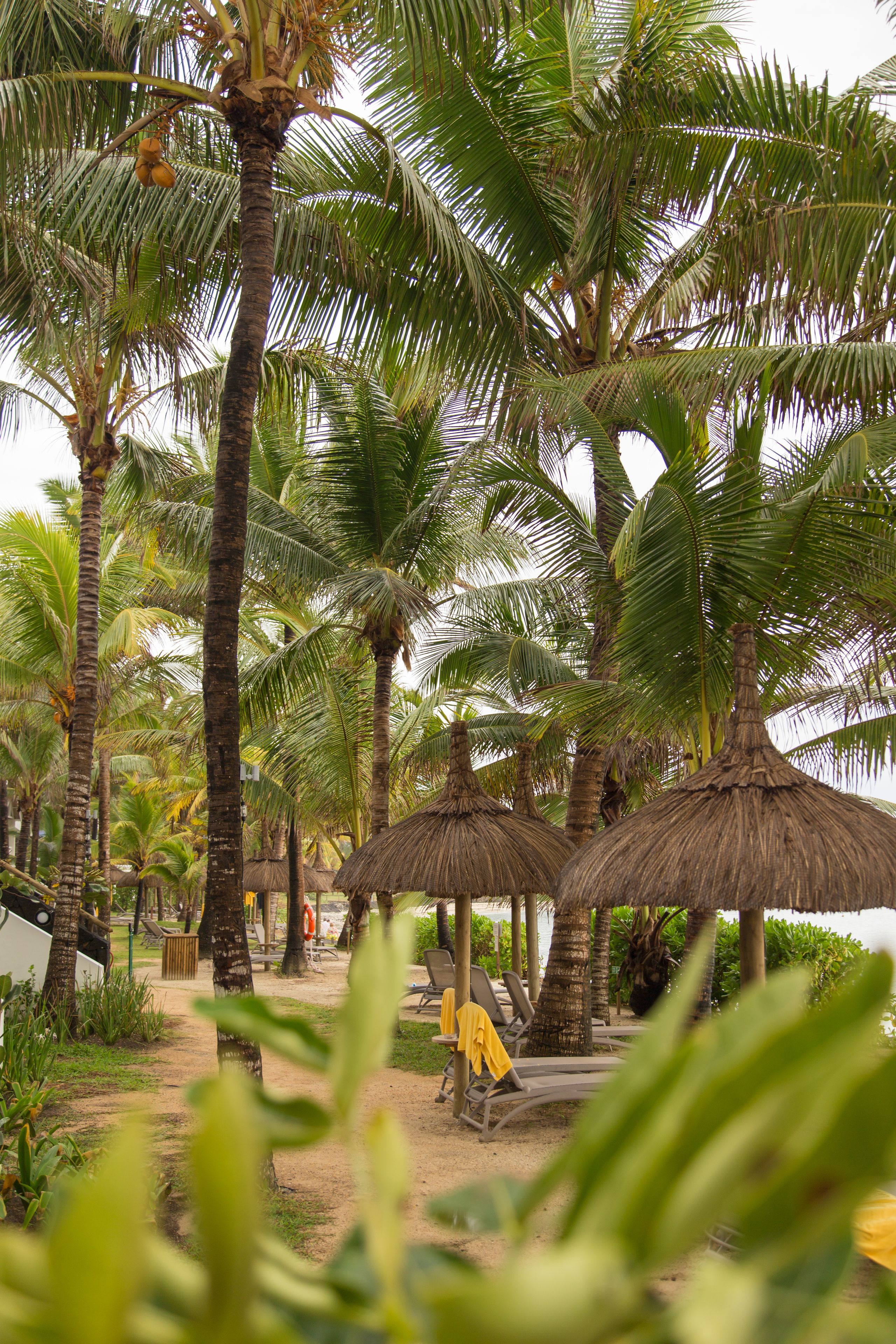 A row of palm trees with thatched umbrellas and lounge chairs in a tropical setting.