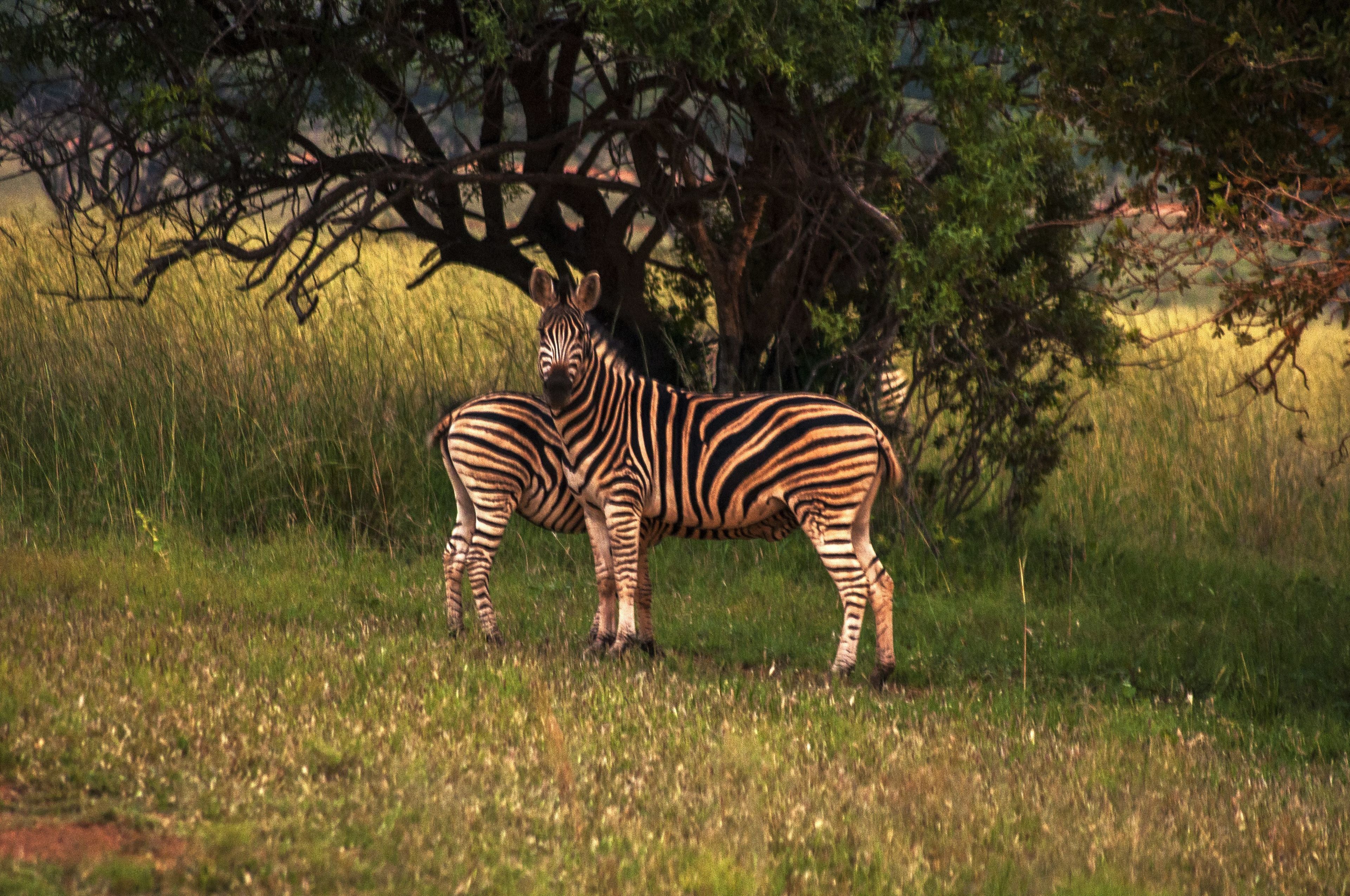 Ein Zebra steht in einem grasbewachsen Feld mit Bäumen im Hintergrund.