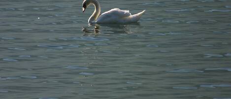 A swan swimming in calm water.