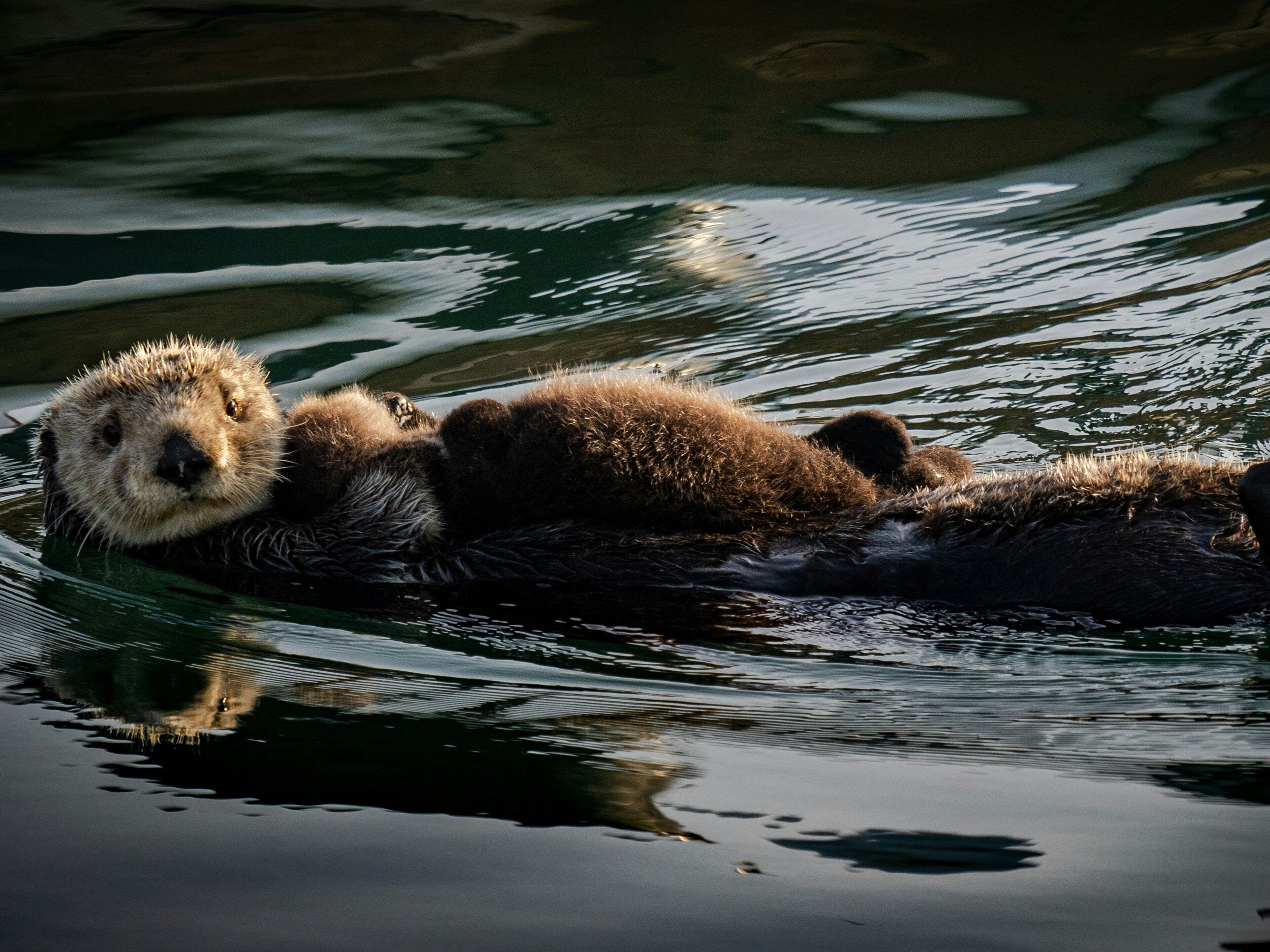 Una nutria flotando en el agua.