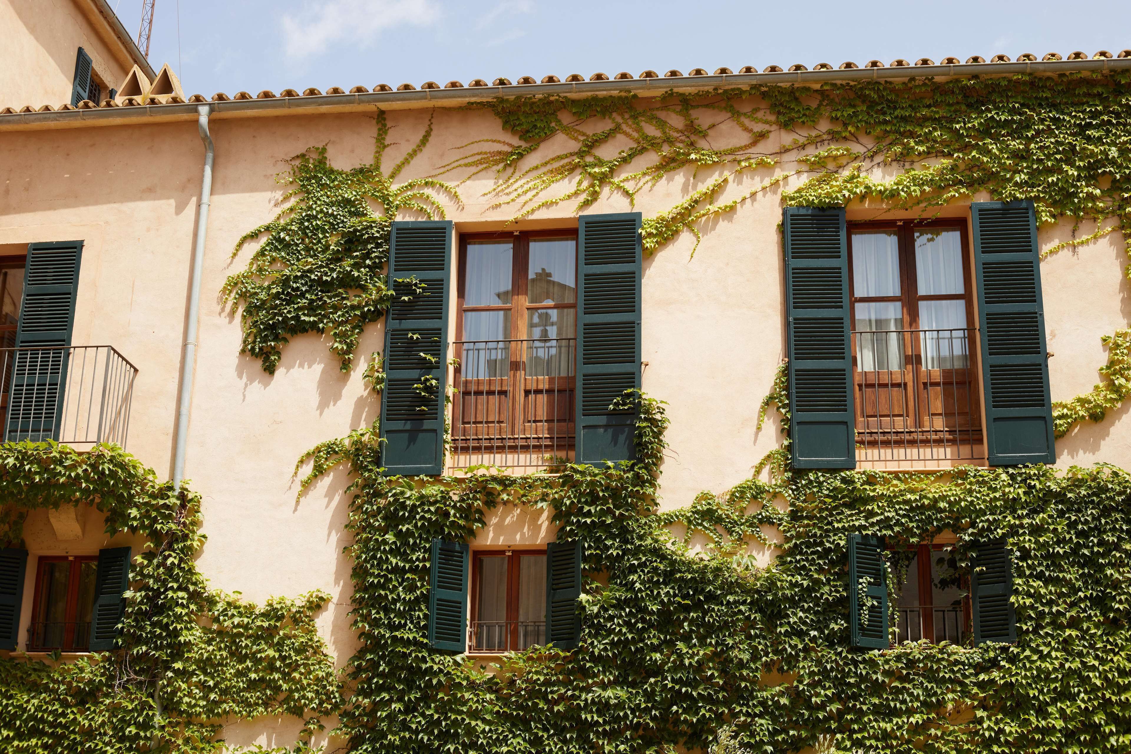 A building with three windows covered in green ivy, each with wooden shutters.
