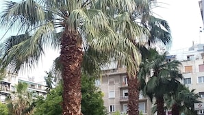 A palm tree in a city setting with a paved walkway, a street lamp, and a building in the background. - Exis Boutique Hotel (Athens)