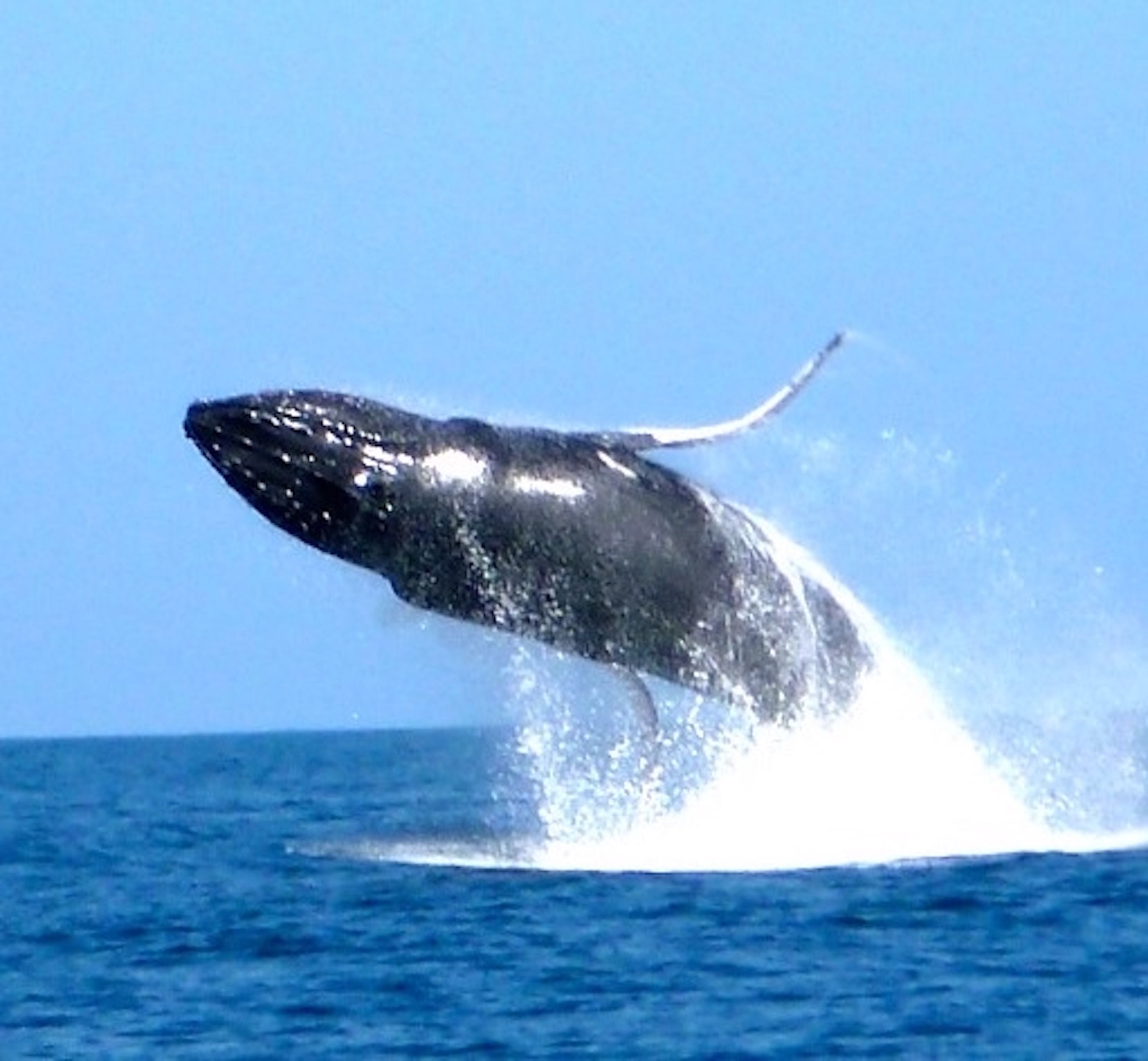A whale breaching the ocean surface.