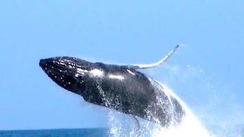 Una ballena emergiendo del océano.