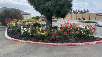 A parking lot with a tree and flower bed in the center.