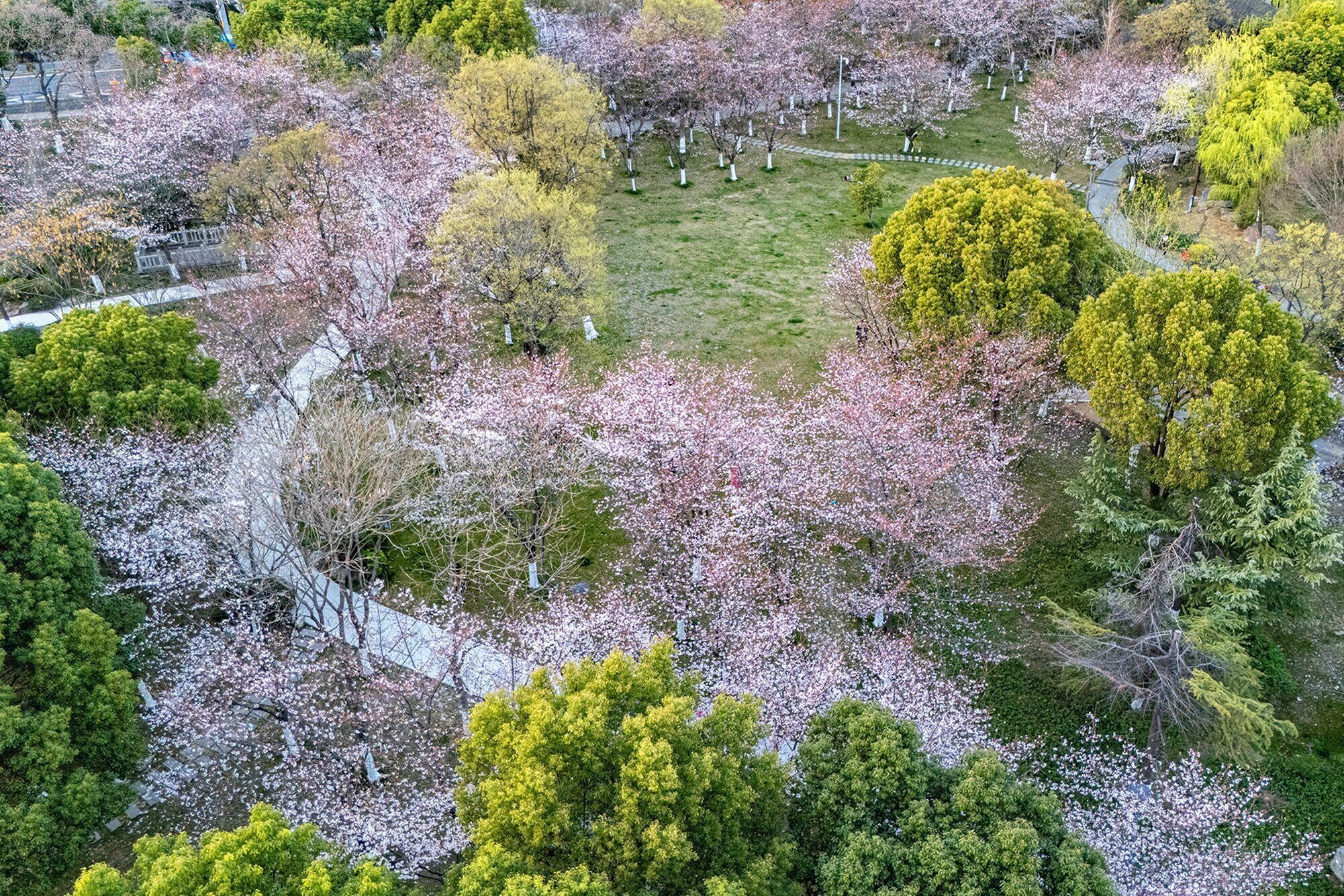 Luchtbeeld van een park met kersenbloesems in volle bloei, omringd door groen gras en een pad van stenen.