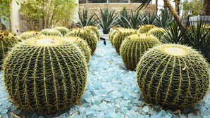 Una hilera de cactus esféricos con superficie texturizada, dispuestos sobre un lecho de piedrecitas de vidrio azul.