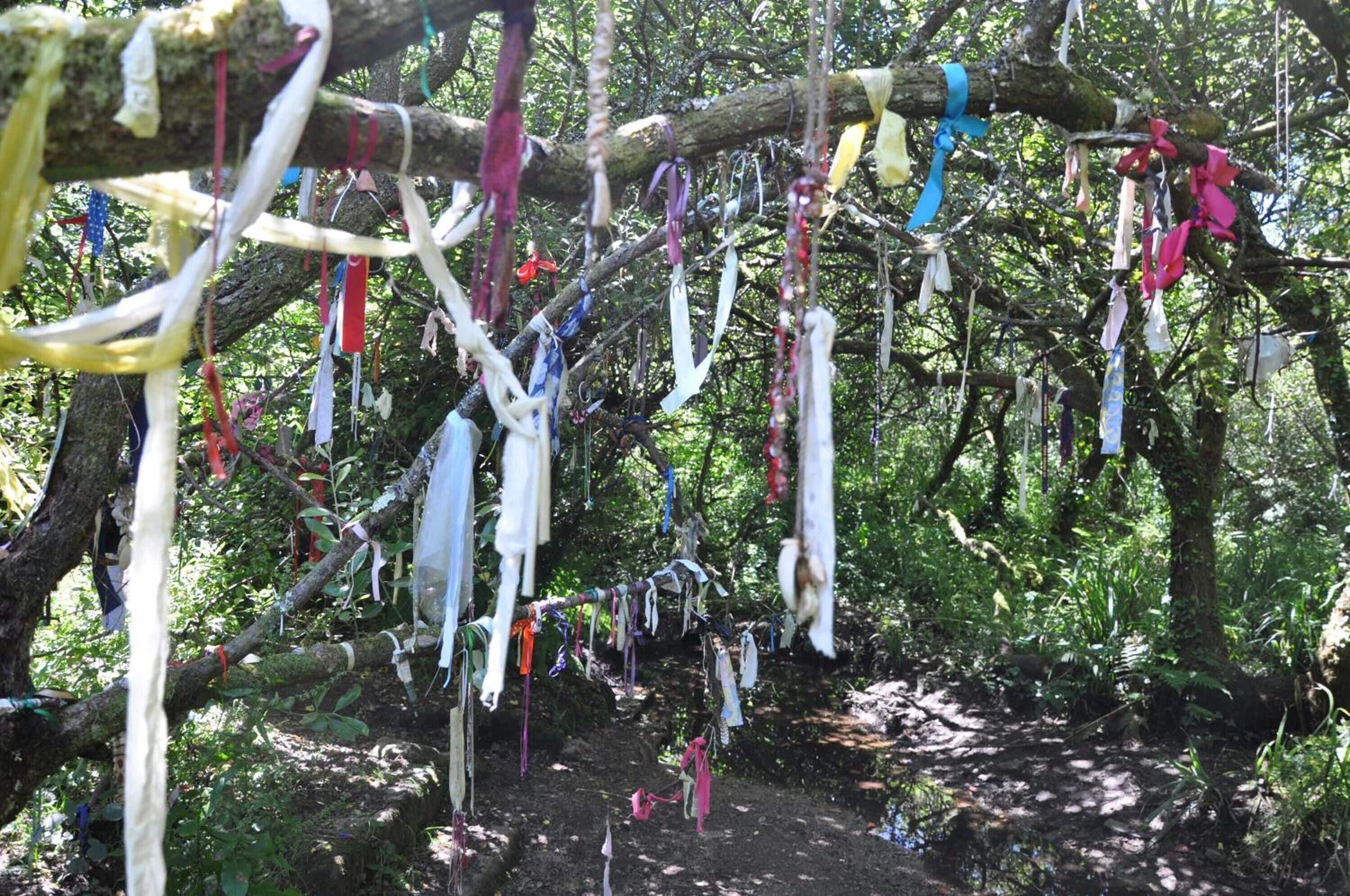 A tree branch with various colored ribbons and cloths hanging from it.