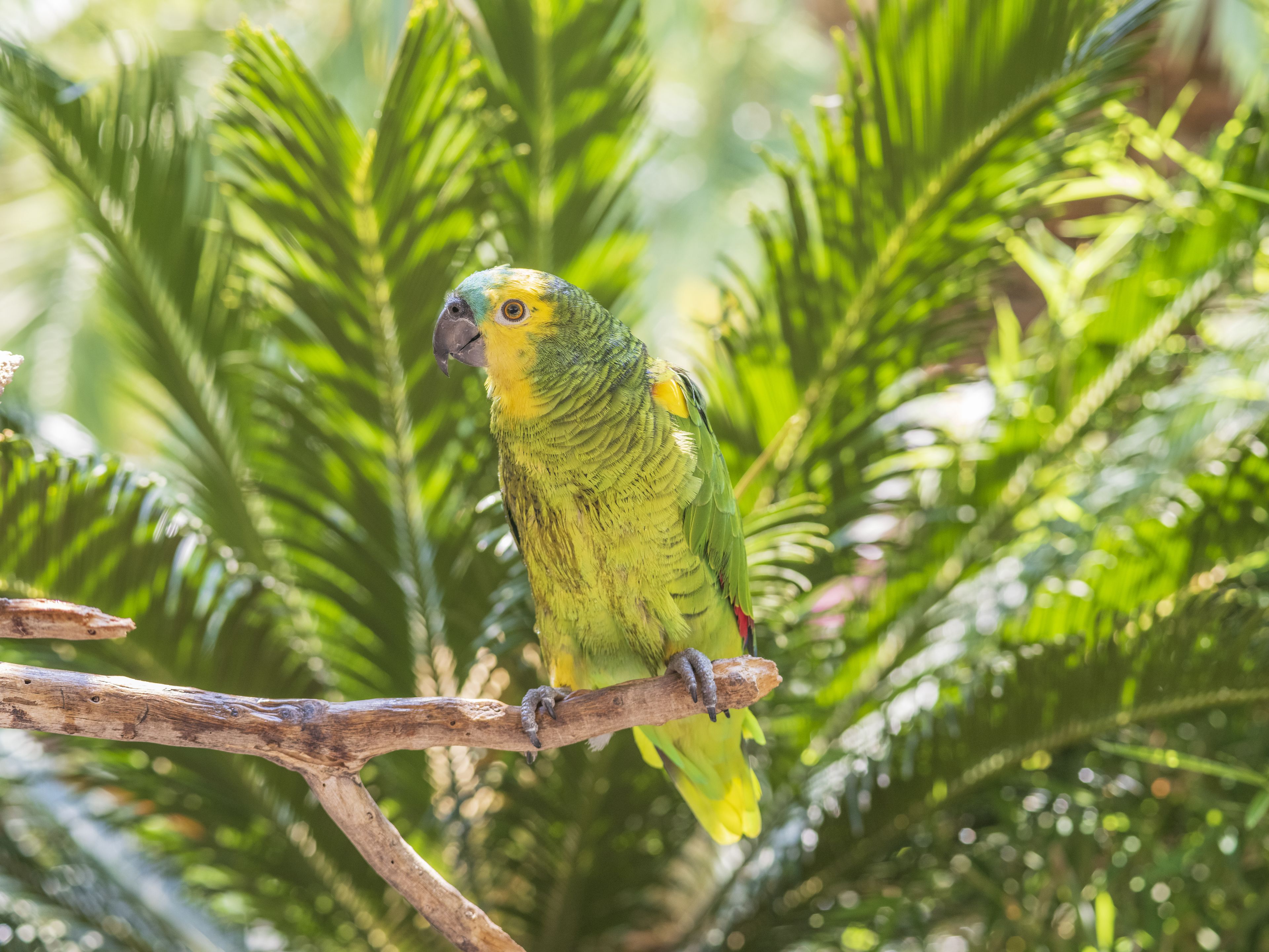 Foto - Flamingo Hotel & Spa - Pet Friendly