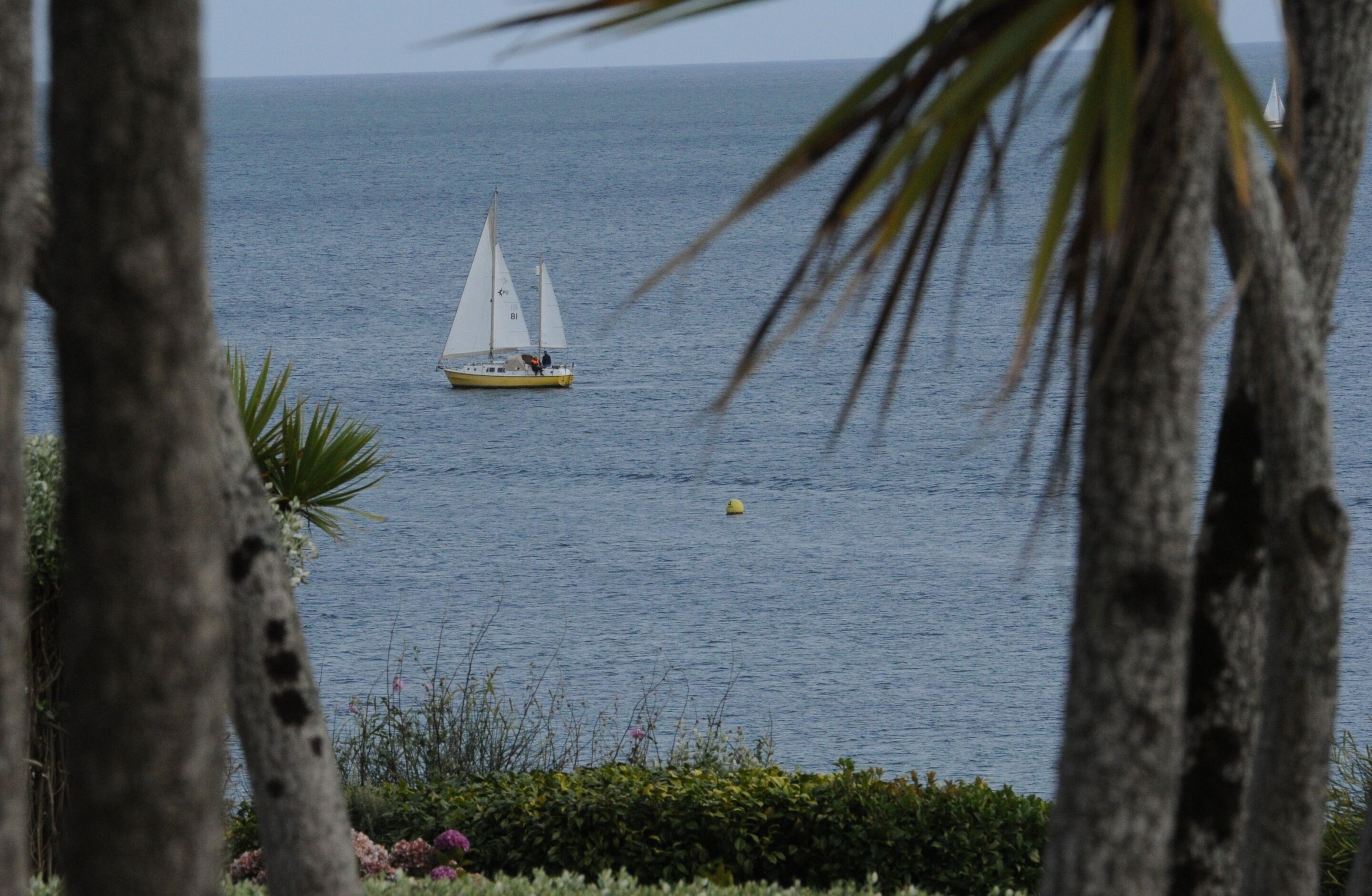 A sailboat on calm water, surrounded by palm trees and a clear sky.