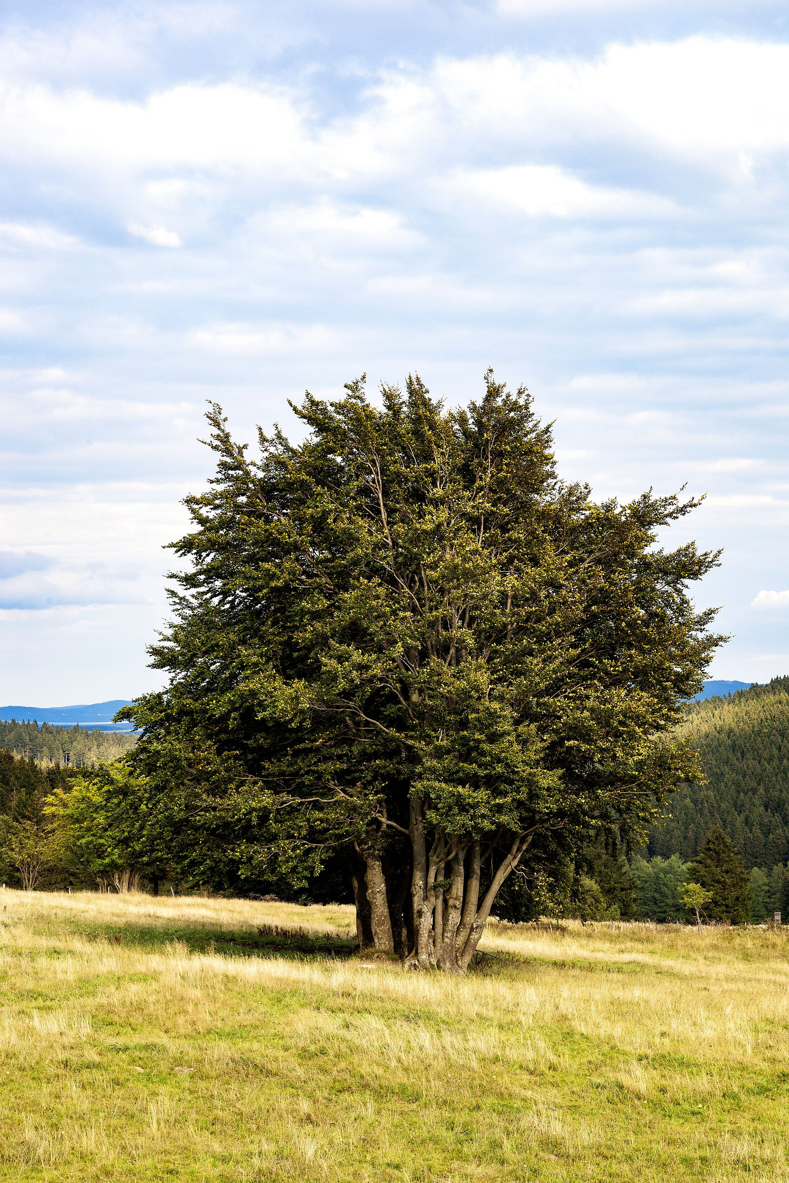 A large tree in a grassy field with a clear sky in the background.