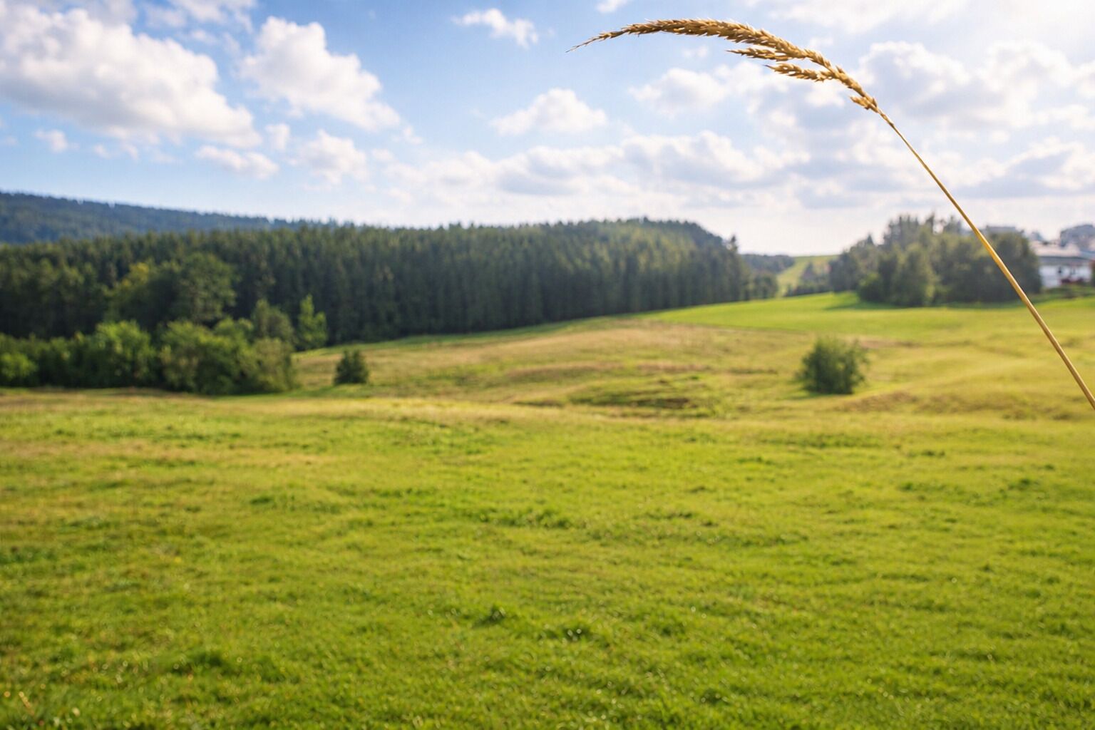 A grassy field with a wheat stalk in the foreground and a forested hill in the background.
