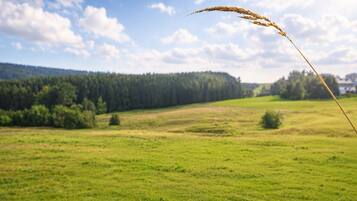 A grassy field with a wheat stalk in the foreground and a forested hill in the background.