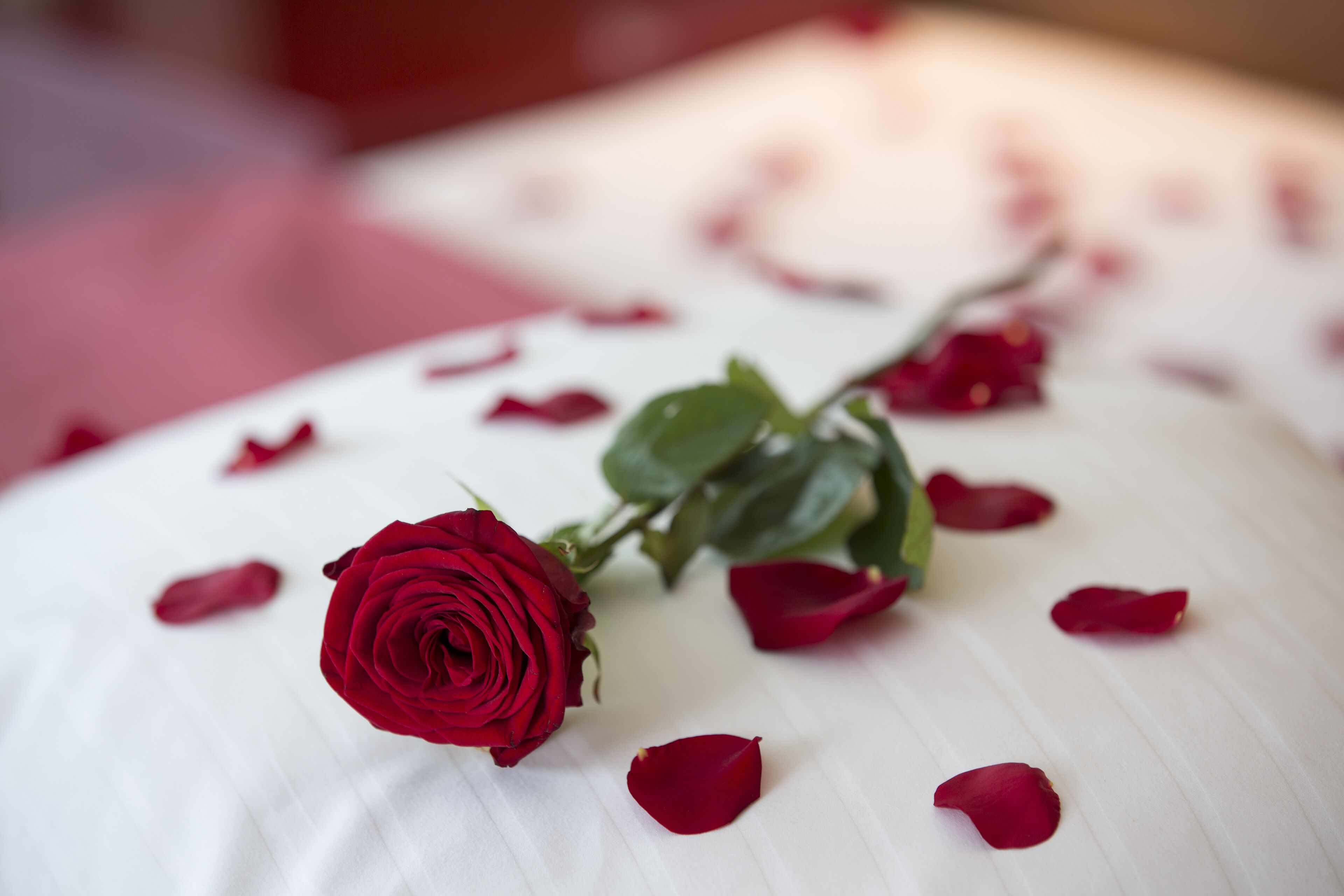 Ein weißes Kopfkissen mit einer roten Rose und verstreuten Rosenblättern.