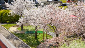 A landscaped area with cherry blossom trees, a paved walkway, and a parking lot in the background.