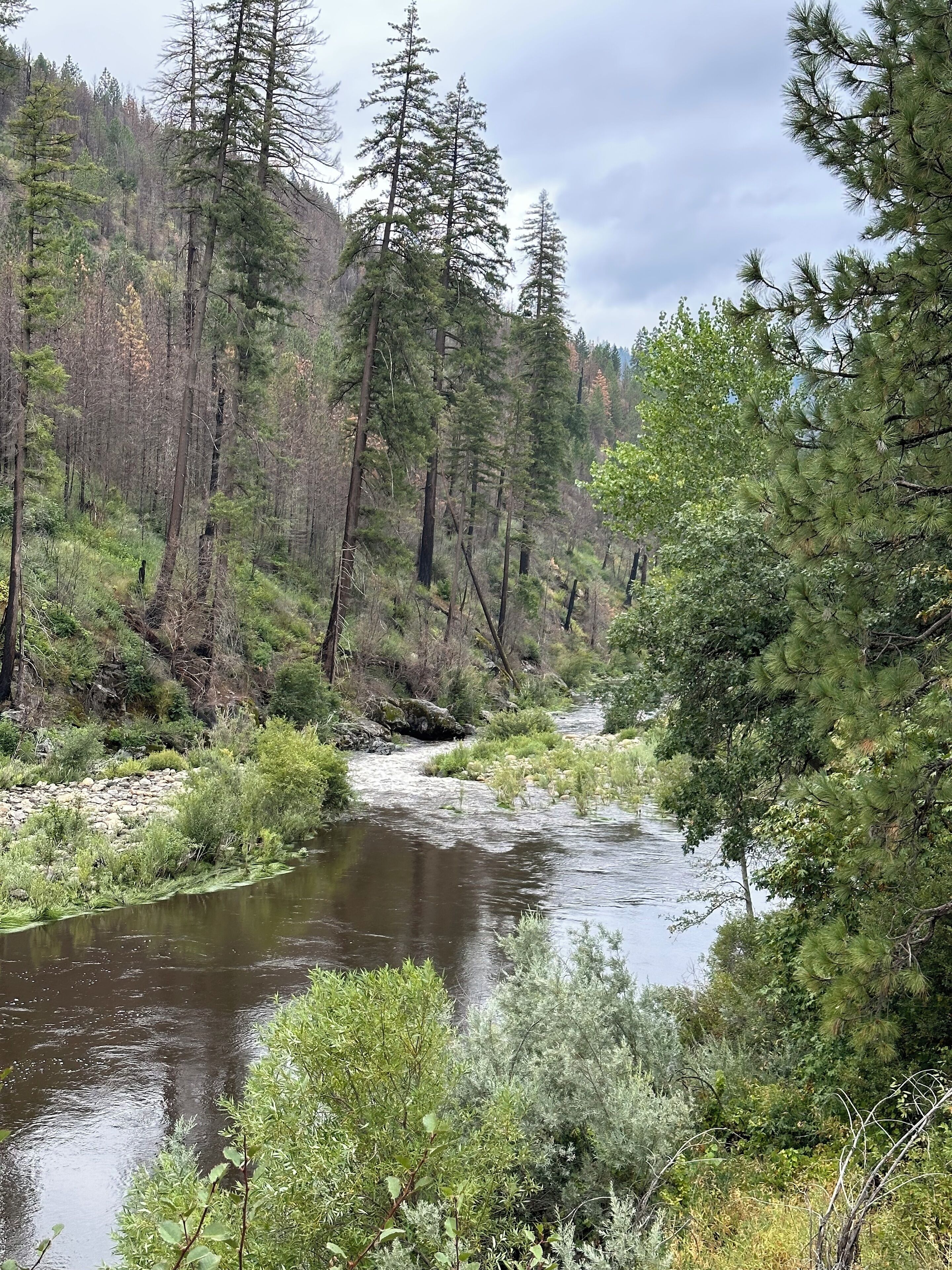 A river flowing through a forested area with dense trees and rocky terrain.