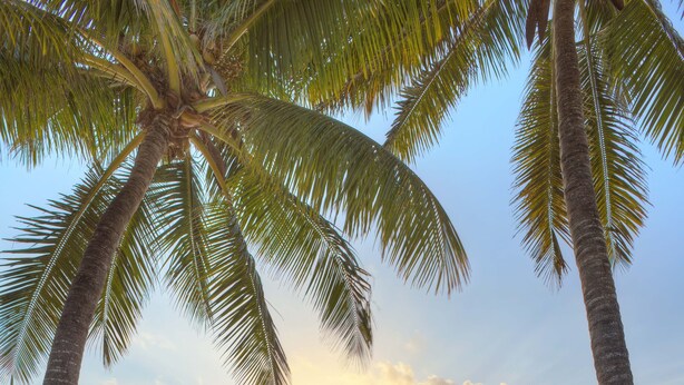 A beach with two wooden lounge chairs and a small table, surrounded by palm trees and overlooking the ocean. - Sultan Sands Island Resort & Spa (Kiwengwa)