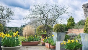 A garden patio with potted daffodils, a variety of plants, and a large tree. - Somerville House (Hereford)