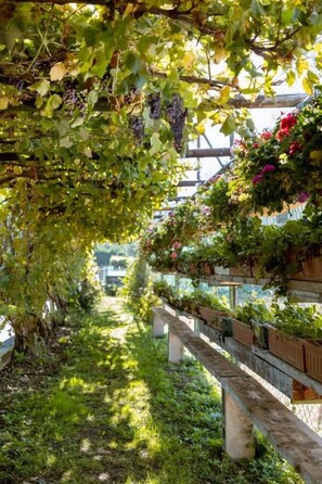 Un invernadero con parras y plantas en flor.