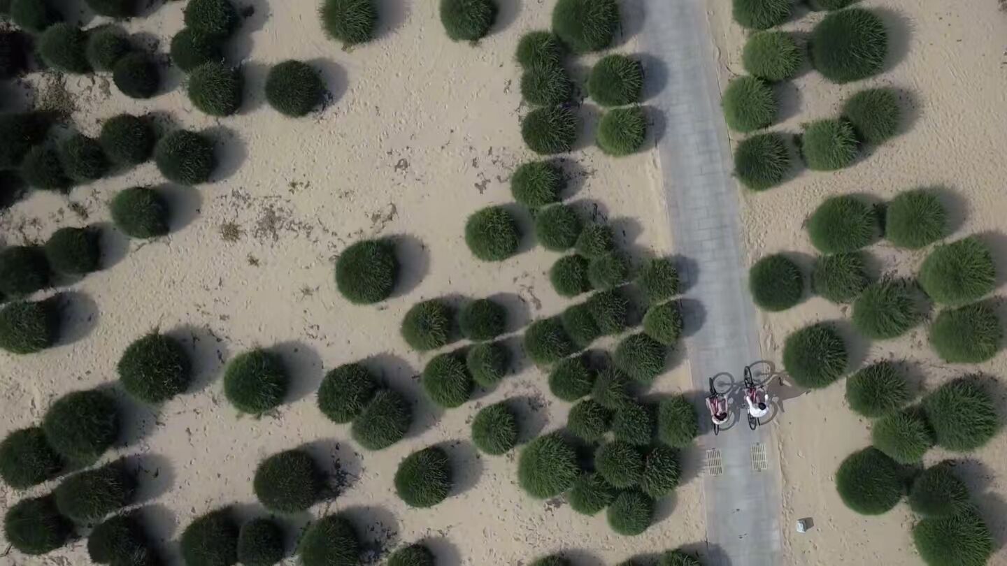 An aerial view of a road with evenly spaced green bushes on either side.