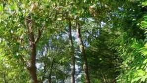 Um caminho de pedra serpenteia por um jardim, com uma cerca de madeira de um lado e plantas floridas do outro.